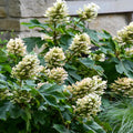 Cold Hardy Hydrangea Live Plant Tree, 5"-10" Hydrangea Bush Live Shrub Starter Plants, Dormant in Winter, White Oakleaf Pink Color Blooms