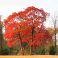 Sassafras Tree, Outdoor Landscape Shrub, 1-2 Ft Tall
