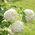 Old Fashion Snowball Viburnum Live Plant, 4 Inch Pot Viburnum Highbush Cranberry, 6 to 10 Inch Tall White Viburnum Plant