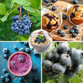 Northern Highbush Blueberry Live Plant, 4 Inches Pot, Sweet Blueberry Fruit Bush Live Plant for Planting in Garden, Spring Plant