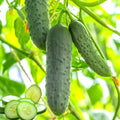Set of 2 Live Green Cucumber Plants, 3 to 5 Inches Tall, Cucumber Plants Live, 4 Inches Pot, Cucumber Live Plants, Cucumber Starter Plants for Growing, Easy to Plant