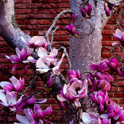 Magnolia Tree Live Plant for Planting, Magnolia Flowers Bush 6 to 12 Inches Height, in Pot, Fragrant Magnolia Shrub (Ann Magnolia)