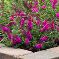 Potted Butterfly Bush Live Plant, 5-9" in Tall, Cold Hardy, Spring Outdoor PlantingBlooms Summer to Fall, Dormant in Winter (Cranberry Buddleia Plant)
