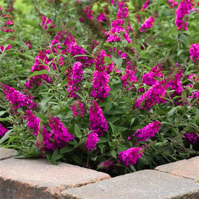 Potted Butterfly Bush Live Plant, 5-9" in Tall, Cold Hardy, Spring Outdoor PlantingBlooms Summer to Fall, Dormant in Winter (Cranberry Buddleia Plant)