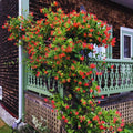 Fragrant Mandarin Honeysuckle Plant Live Vine, Climbing Lonicera Perennial Honeysuckle Plants, 5-10 Inc Tall, No Pot