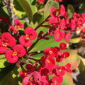 Euphorbia Milii Plant, Red Crown of Thorns Plant Live, Succulent Cactus Plant in 4 Inches Pot, Live Cactus Plant Outdoor Indoor