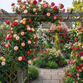 Climbing Roses Live Plant, Climbing Rose Plant Live, 5 to 7'' Tall, Fragrant Flower Bush Plants for Gardening, Double Delight Rose