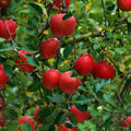 Honey Crisp Apple Tree Plant Live, Sweet Fruit Plant, 6-10 Inch Tall