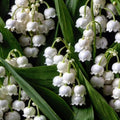 6 Pips White Lily of The Valley Roots, Perennial Lily Flower, Lily of The Valley for Outdoor Garden