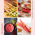Rhubarb Plant for Planting, Red Rhubarb Root Plant, Well Rooted, 4-6 Inc, Cold Hardy Perennial Vegetable for Indoor Outdoor Garden