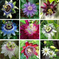 2 Abundant Bloom Mix Random Single Color Passion Flower Plants Live, Passiflora Live Plant for Trailing, Climbing Trellis Outdoor, 5-9" in Tall, Perennial, Fragrant