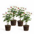 4 Bleeding Heart Plant Live 4–6 Inches, Shade Loving Perennial Flowers for Garden Beds, Borders or Landscape (White Red)