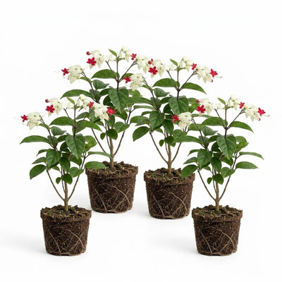 4 Bleeding Heart Plant Live 4–6 Inches, Shade Loving Perennial Flowers for Garden Beds, Borders or Landscape (White Red)