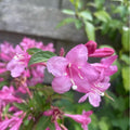 Pink Weigela Flowers Plant, Live Weigela Flowers Plant, 4 Inches Pot, Starter Plant for Outdoor Patio, Container
