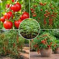 2PPP Cherry Tomato Plants Live, Garden Vegetable Plant, 5-8'' Tall