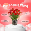 Red Coreopsis Plant Live, 3-5 Inch Tall, Hardy Red Tickseed Flower Plant, Flowering Perennial Garden and Patio, No Pot