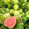 Set 3 Pink Guava Trees Live Plants, 1 Year Old Seedlings Well Rooted Guava, Live Guava Trees Plant, Guava Trees Plant Live, Guava for Growing, 5-10 Inch in Tall in 4 Inch Pot