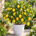 Yellow Lemon Live Tree, Citrus Starter Plant, 3-5 Inches Tall
