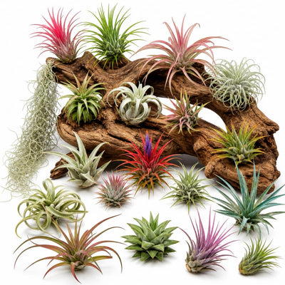 20 Assorted Live Air Plants Tillandsia Variety Pack, Easy Care Indoor House Plants for Home Decor and Terrariums