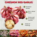 1 Pound Hard Neck Garlic for Planting in Fall, Red Chesnok Garlic Bulb for Planting, Fresh and High Yield, Cold Hardy, Planting Softneck Hardneck