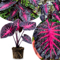 2 Colocasia Live Plants, Alocasia Elephant Ear Live Plant for Growing, 4-6" Tall, Cold Hardy, Indoor Outdoor Planting (Black Red)