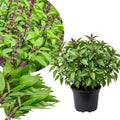 15 Green Basil Plants Live, Basil Live Plants for Indoors, 4 to 8'' Tall, Perennial Herb Garden Outdoor