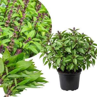 15 Green Basil Plants Live, Basil Live Plants for Indoors, 4 to 8'' Tall, Perennial Herb Garden Outdoor
