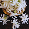 2 Jasmine Plants Live, Jasmine Plant Indoor Live, 5 to 7 Inc Tall, Jasmine Flower Plants, Perennial Blooming