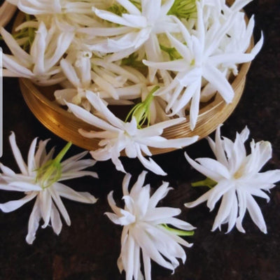 2 Jasmine Plants Live, Jasmine Plant Indoor Live, 5 to 7 Inc Tall, Jasmine Flower Plants, Perennial Blooming