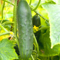 4 Green Cucumber Plants Live, 4 Inches Pot, Live Cucumber Plants from 6 to 8 Inches Long, Cucumber Starter Plants, Cucumber Live Plants for Garden
