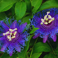 Purple Passion Flower Plant Live, 3 Inc Pot, Passiflora Flowering Vine Live Plant, Easy to Plant