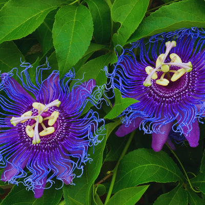 Purple Passion Flower Plant Live, 3 Inc Pot, Passiflora Flowering Vine Live Plant, Easy to Plant