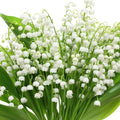 White Lily of the Valley Bulbs for Planting, 6 Bareroots May Lilies Plant for Outdoor Gardening, Stunning White Flowers for Long Lasting Blooms