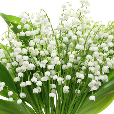 White Lily of the Valley Bulbs for Planting, 6 Bareroots May Lilies Plant for Outdoor Gardening, Stunning White Flowers for Long Lasting Blooms