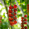 Tomato Plant Live 4 Inch Pot, Small Fruit Tomato Plant for Raised Beds, Patio Containers or Outdoor Growing, 4-6 Inches (Cherry Tomato)