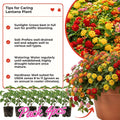 Mixed 4 Lantana Plants Live for Planting Outdoor, Lantana Trees or Trailing, Ready to Bloom, Hardy, Long Blooming Vibrant Perennial, 4-6" in Tall Spring Growing