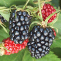 02 Sweet Boysenberry Plants Live for Planting, 4-6" Inch Tall for Outdoor Spring Planting