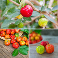 2 Barbados Cherry Tree, Edible Cherry Fruit Tree, Tropical Fruit Plant, 4-7 Inch Tall, Ready to Grow