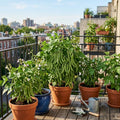 2 Bush Bean Plants Live, Green Bean Plant Live for Planting, 3-5 Inc Tall