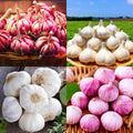 1 Pound Garlic for Planting in Fall Hardneck Softneck, 8-10 Top Size Garlic Bulbs for Planting, Fresh and High Yield Bulb Variety Pack, Hardy and Fast Growing (Random Mix)