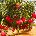 Pack 2 Pomegranate Trees Live Plants Starter from 5 to 10 Inch Tall, Pomegranate Fruit Tree Houseplant Outdoors, Ready to Plant