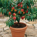 Patio Peach Live Plant, Sweet Peach Fruit Tree, 1-2 Ft Tall