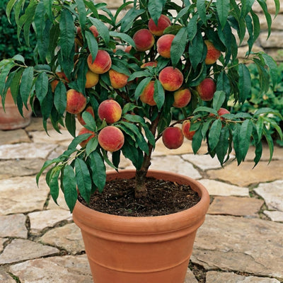 Patio Peach Live Plant, Sweet Peach Fruit Tree, 1-2 Ft Tall