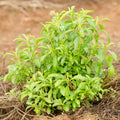 2 Stevia Plants Live Outdoor Indoor, in 4" Pots, Perennial Stevia Herb for Garden Home, 4-6 Inch Tall