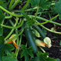 2 Zucchini Plants Live 4'' Pot, Green Squash Vegetable Plant for Garden, Zucchini for Raised Beds, Containers or Outdoor Growing, 2 Plants per Pot