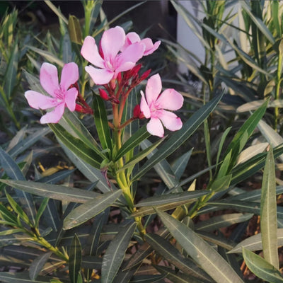 2 Live Pink Oleander Plants, Flowering Shrub with Fragrant Pink Blooms, 4 to 8 Inc, Starter Plant for Garden Growing