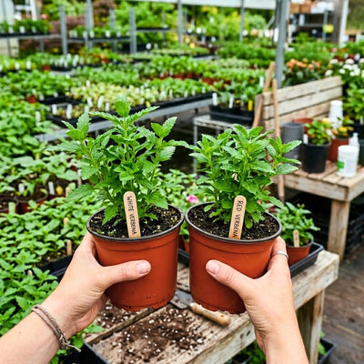 Set 2 Mix Verbena Plants Live, Verbena Plants, 4-8 Inc Tall, Long Blooming Ground Cover Flowers, Ideal for Patio and Outdoor Garden