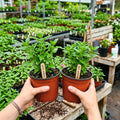 Set 2 Mix Verbena Plants, 4-8 Inc Tall, Red and White Blooms, Verbena Plants Live for Borders, Garden Beds and Containers