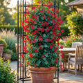 Fragrant Honeysuckle Plants Live Vines, Perennial Lonicera Honeysuckle Plants, 5 to 9 Inches Tall (Major Wheeler)
