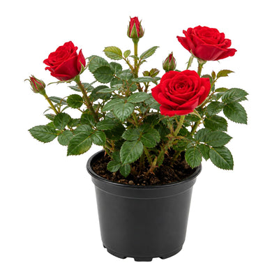 Red Mini Rose Plant Live in 4 Inch Pot, Miniature Rose Flower Plant for Indoor Outdoor Garden, Patio and Home Decor, 4-6 Inches